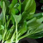 Kailan is a fantastic vegetable chimera - with the florets of broccoli raab, the stems of asparagus, and leaves like tender collard greens.