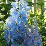 Delphinium Belladonna 'Cliveden Beauty'-0