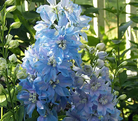 Delphinium Belladonna 'Cliveden Beauty'-0