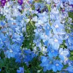 Delphinium Belladonna 'Cliveden Beauty'-7404