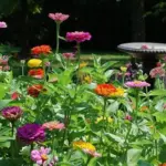 Tetra Flowered “State Fair” is a lovely old series, a time tested winner that performs well in the garden and in the vase