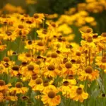 If there's one plant that can inject a little razzle-dazzle into the border during our gloomy late summers it is Helenium.