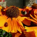 With masses of vibrant blooms in a spectrum of rich colours from gold to mahogany red.