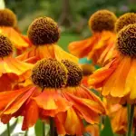 The dazzling colour range makes a spectacular autumn display in perennial borders.