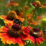 This perennial variety will flower the same year from an early sowing giving a spectacular, late summer display..