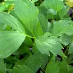 If you haven’t cooked with Lovage before then you that you are missing out on a very flavourful herb.