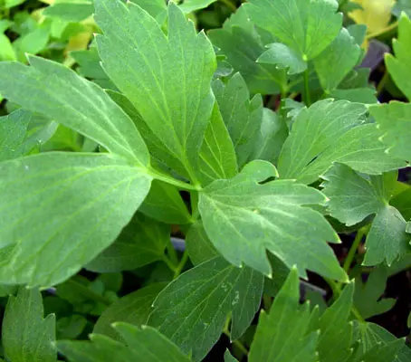 If you haven’t cooked with Lovage before then you that you are missing out on a very flavourful herb.