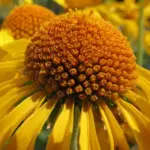 Heleniums are much under-rated garden plants. They are a mainstay of the summer and autumn border but are so often overlooked.