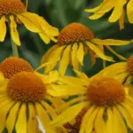 Far less well known than H. autumnale, but is considered by some to be the most valuable of the species.