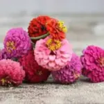 This outstanding annual, in a mixture of dark red, pink, purple, and white i