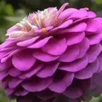 'Lilliput Mix' is a superb blend of this most unusual flower type, specially selected for its wide range of bright colours.