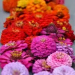 It is always prized for its profuse display of stunning summer flowers.