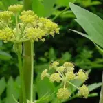 During June and July, ornamental umbels of yellow flowers appear which are adored by bees.