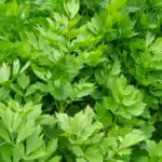 Even though some like to compare lovage to celery, it is almost like saying that an apricot tastes like a small peach.