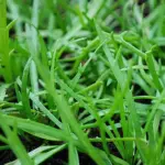 Minutina, 'Erba Stella'-0