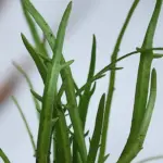 Minutina, 'Erba Stella'-7323