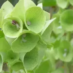 Moluccella is a fast-growing border plant with unusual qualities including an ability to survive for months as a cut flower.