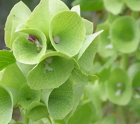 Moluccella is a fast-growing border plant with unusual qualities including an ability to survive for months as a cut flower.