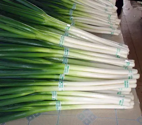 Bunching onion "Ishikura" has a mild, sweet flavour and is strongly reminiscent to the scallion or welsh onion.
