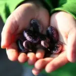 This easy-to-grow food needs little tending, traditionally used as a soup bean, the beans are also edible as young pods