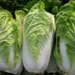 Chinese Cabbage, Napa 'Wong Bok'-7711