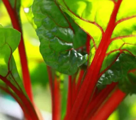 Worth growing for the colour alone, the striking deep green leaves with red veins are a beautiful addition to any garden.