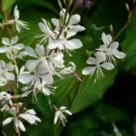 A graceful, hazy plant with airy spikes of white, star-shaped flowers with long anthers like daddy long-legs.