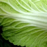 Chinese Cabbage, Napa 'Wong Bok'-0