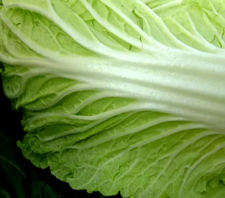 Chinese Cabbage, Napa 'Wong Bok'-0