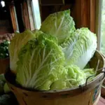 Chinese Cabbage, Napa 'Wong Bok'-7710