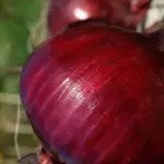 Red Baron is a well known and very popular mid to late maturing variety. It is extensively grown for its for its attractive 'blood red' colour.