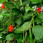 Scarlet Emperor produces heavy crops of long, smooth textured dark-green, pods of excellent flavour.