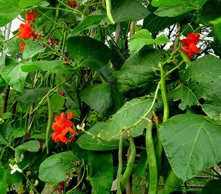 Scarlet Emperor produces heavy crops of long, smooth textured dark-green, pods of excellent flavour.