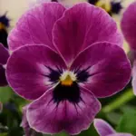 Viola "Sorbet Hybrids" are a unique miniature hybrid that combines the charm of violas with the explosive colours of pansies.