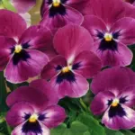 Sorbet "F1 Raspberry" has tricolor patterns with deep raspberry red upper and lower petals with dark whiskers and a golden eye.