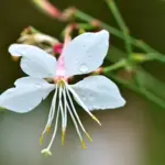 It is a good choice for livening up formal knot gardens and evergreen borders, as well as picking and popping in a vase.