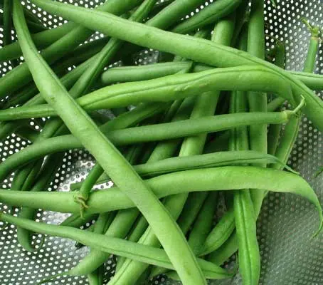 Cobra is one of the most reliable French beans around. The stringless pods grow up to 20cm long.