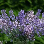 'Border Ballet' is a striking new catmint with flowers in shades of blue and pink