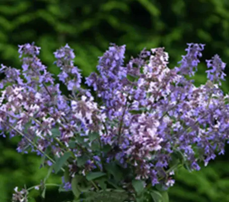 'Border Ballet' is a striking new catmint with flowers in shades of blue and pink