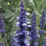 It will also make great flower arrangements, whether fresh or dried.