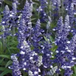 Very easy to grow from seed, Fairy Queen will flower the first year from an early sowing.