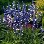 Salvia farinacea ‘Fairy Queen’ is an attractive new variety that bears multiple spikes of bicolour blue and white flowers