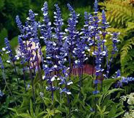 Salvia farinacea ‘Fairy Queen’ is an attractive new variety that bears multiple spikes of bicolour blue and white flowers