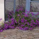 Verbena rigida 'Venosa'-7802