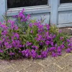 Verbena Venosa is a small, densely flowered plant which flowers for four or five months.