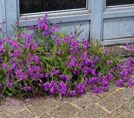 Verbena Venosa is a small, densely flowered plant which flowers for four or five months.