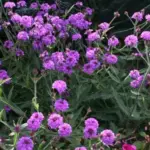 The foliage has long toothy leaves that arch rigidly out from the upright flowering stalks.