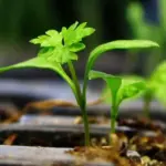 A curly parsley seedling.... hmmm....it looks tasty already!