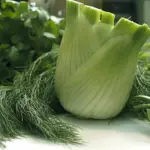 Zefa Fino is a superior strain of fennel that is ideal for cool climates and the best fennel for garden use.