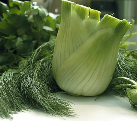 Zefa Fino is a superior strain of fennel that is ideal for cool climates and the best fennel for garden use.
